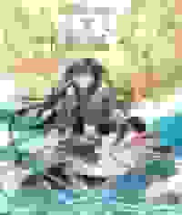 斗罗之叶影遮天